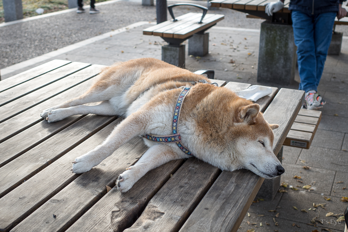 f:id:firstphotost:20210205181026j:plain