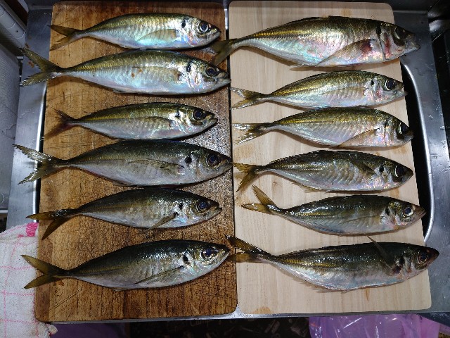 f:id:fish-eaters:20220219184718j:image f:id:fish-eaters:20220219184718j:image