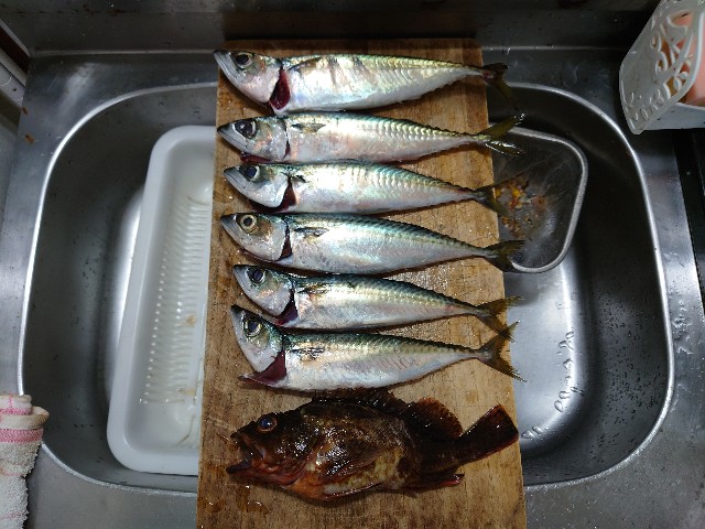 f:id:fish-eaters:20220219184904j:image f:id:fish-eaters:20220219184904j:image