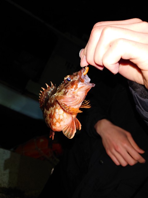 f:id:fish-eaters:20220222012055j:image f:id:fish-eaters:20220222012055j:image