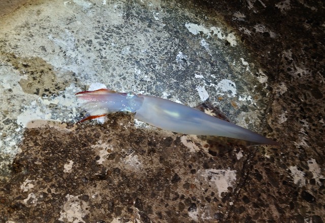f:id:fish-eaters:20220222012350j:image f:id:fish-eaters:20220222012350j:image