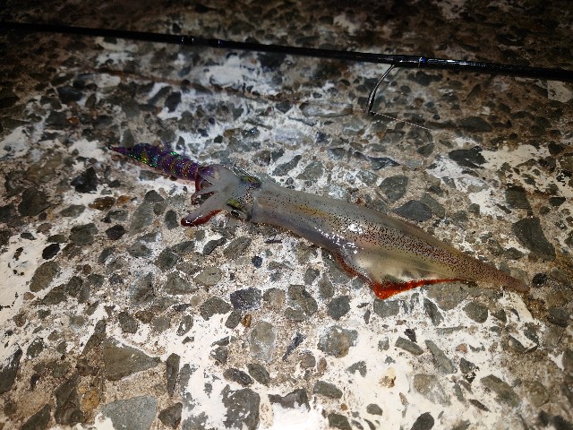 f:id:fish-eaters:20220222012452j:image f:id:fish-eaters:20220222012452j:image