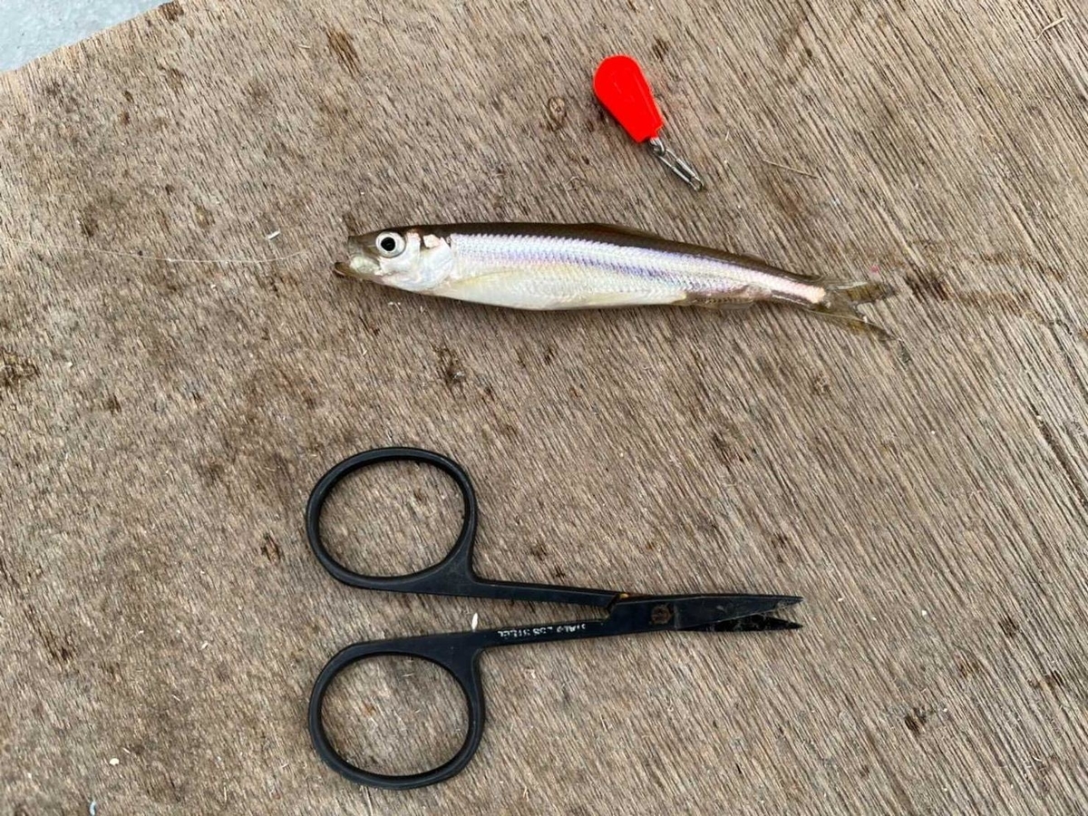 f:id:fish-eaters:20220307132842j:plain