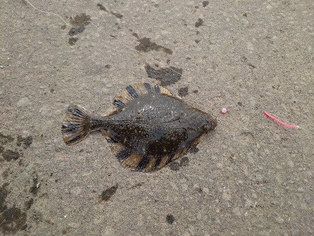 f:id:fish-eaters:20220322021012j:image f:id:fish-eaters:20220322021012j:image