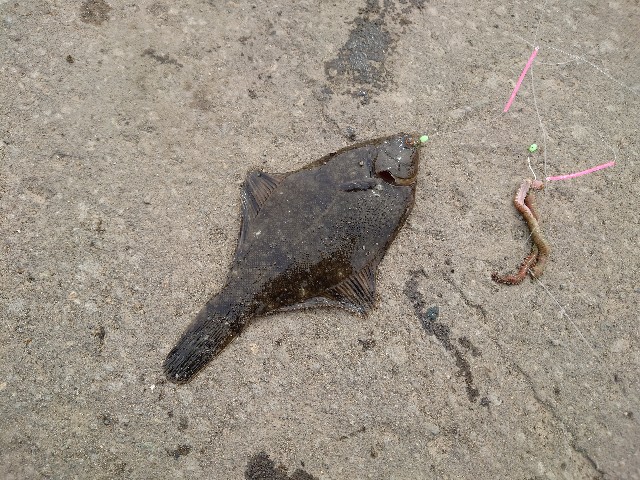 f:id:fish-eaters:20220322021114j:image f:id:fish-eaters:20220322021114j:image
