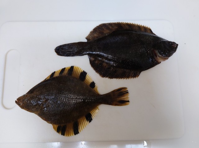 f:id:fish-eaters:20220322021238j:image f:id:fish-eaters:20220322021238j:image