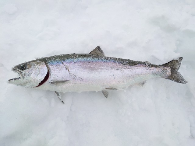 f:id:fish-eaters:20220325181915j:image f:id:fish-eaters:20220325181915j:image