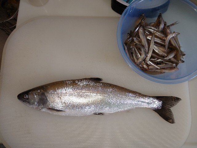 f:id:fish-eaters:20220325182050j:image f:id:fish-eaters:20220325182050j:image