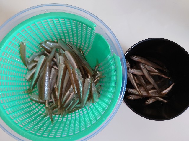 f:id:fish-eaters:20220325182147j:image f:id:fish-eaters:20220325182147j:image