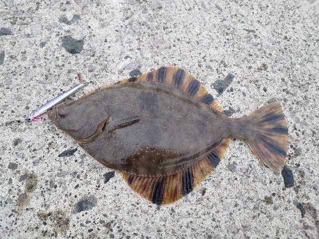 f:id:fish-eaters:20220330232121j:image f:id:fish-eaters:20220330232121j:image