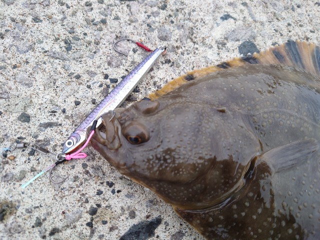 f:id:fish-eaters:20220330232144j:image f:id:fish-eaters:20220330232144j:image