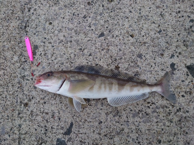 f:id:fish-eaters:20220330232222j:image f:id:fish-eaters:20220330232222j:image