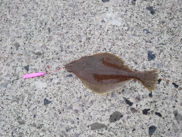 f:id:fish-eaters:20220330232304j:image f:id:fish-eaters:20220330232304j:image