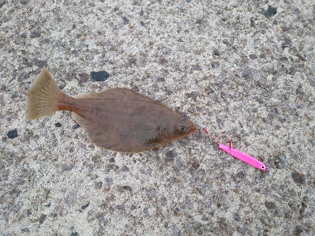 f:id:fish-eaters:20220330232338j:image f:id:fish-eaters:20220330232338j:image