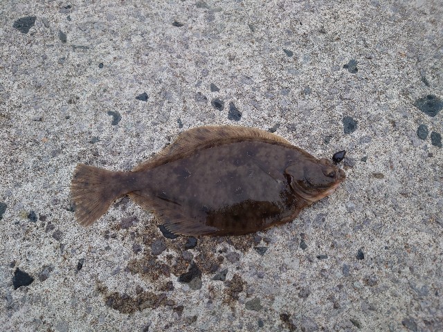 f:id:fish-eaters:20220330232534j:image f:id:fish-eaters:20220330232534j:image