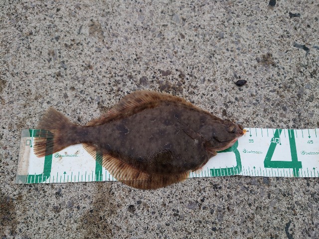 f:id:fish-eaters:20220330232550j:image f:id:fish-eaters:20220330232550j:image