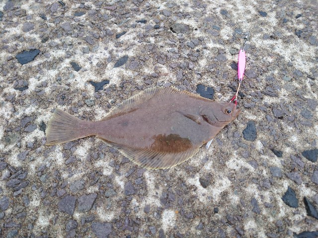 f:id:fish-eaters:20220330232628j:image f:id:fish-eaters:20220330232628j:image
