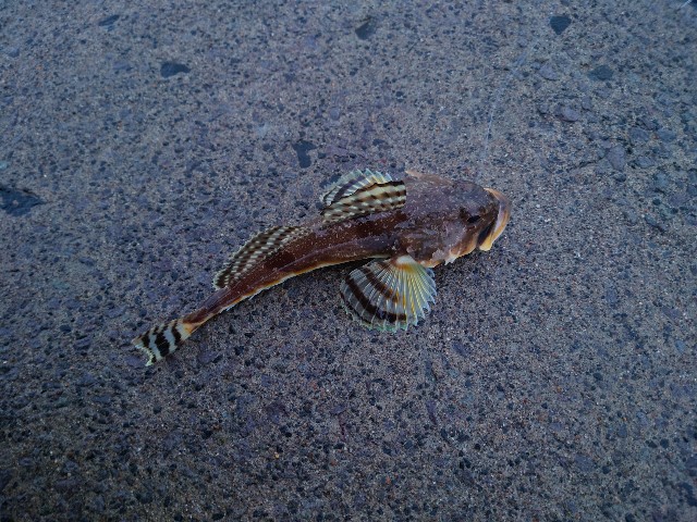 f:id:fish-eaters:20220330232714j:image f:id:fish-eaters:20220330232714j:image