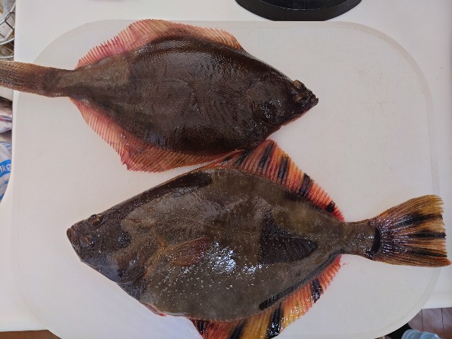 f:id:fish-eaters:20220330232800j:image f:id:fish-eaters:20220330232800j:image