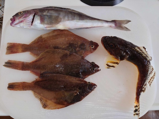 f:id:fish-eaters:20220330232842j:image f:id:fish-eaters:20220330232842j:image