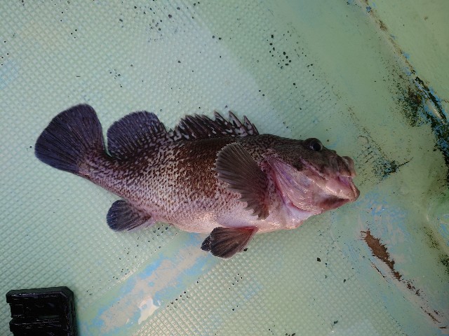 f:id:fish-eaters:20220411052515j:image f:id:fish-eaters:20220411052515j:image