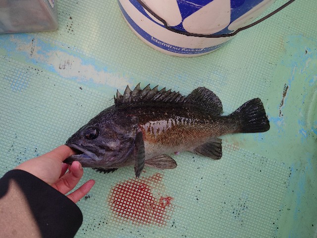 f:id:fish-eaters:20220411052715j:image f:id:fish-eaters:20220411052715j:image