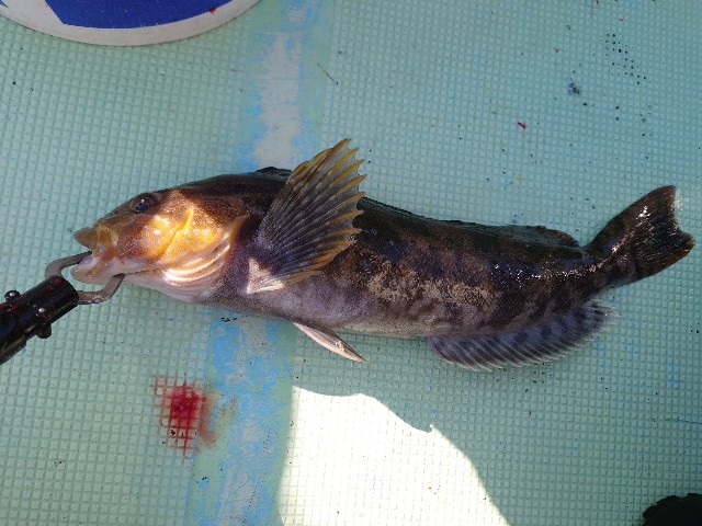 f:id:fish-eaters:20220411052736j:image f:id:fish-eaters:20220411052736j:image