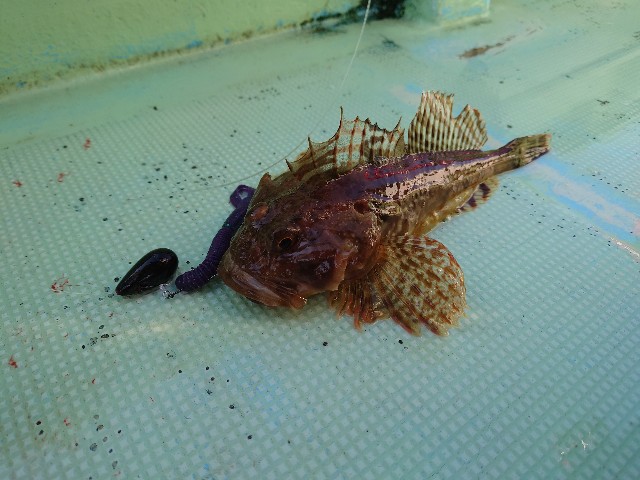f:id:fish-eaters:20220411052841j:image f:id:fish-eaters:20220411052841j:image
