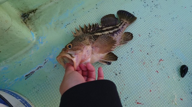 f:id:fish-eaters:20220411053005j:image f:id:fish-eaters:20220411053005j:image
