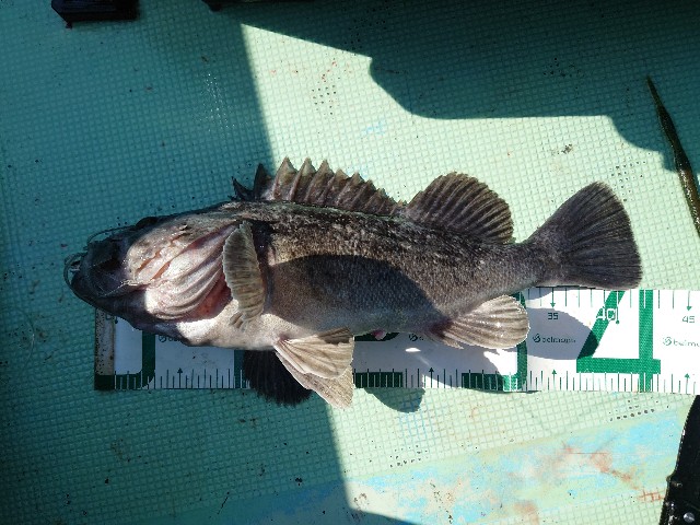 f:id:fish-eaters:20220411053206j:image f:id:fish-eaters:20220411053206j:image