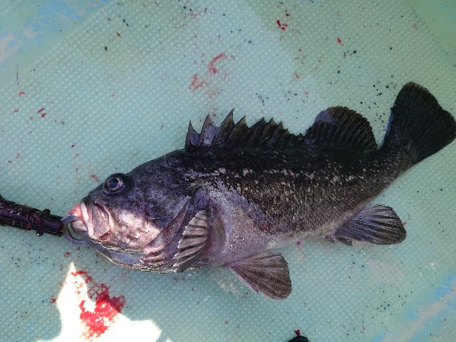 f:id:fish-eaters:20220411054015j:image f:id:fish-eaters:20220411054015j:image