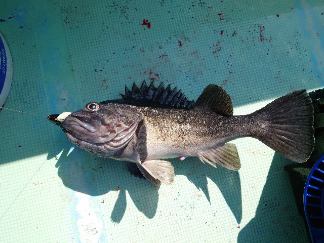 f:id:fish-eaters:20220411054100j:image f:id:fish-eaters:20220411054100j:image