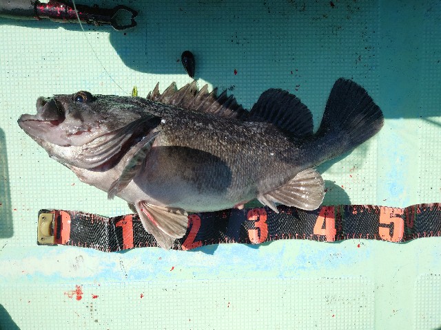 f:id:fish-eaters:20220411054303j:image f:id:fish-eaters:20220411054303j:image