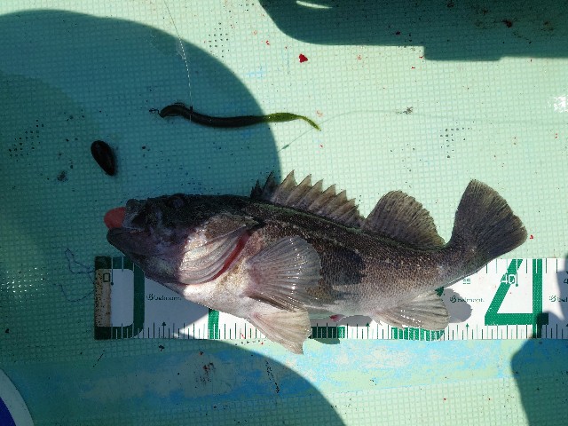 f:id:fish-eaters:20220411054450j:image f:id:fish-eaters:20220411054450j:image