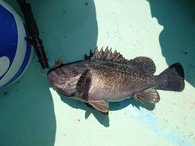 f:id:fish-eaters:20220411054505j:image f:id:fish-eaters:20220411054505j:image