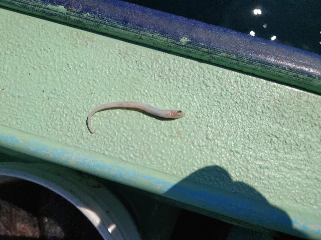 f:id:fish-eaters:20220411054546j:image f:id:fish-eaters:20220411054546j:image