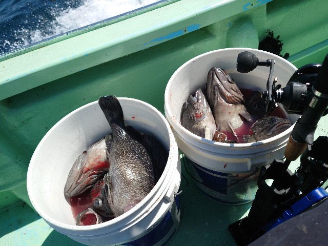 f:id:fish-eaters:20220411054616j:image f:id:fish-eaters:20220411054616j:image