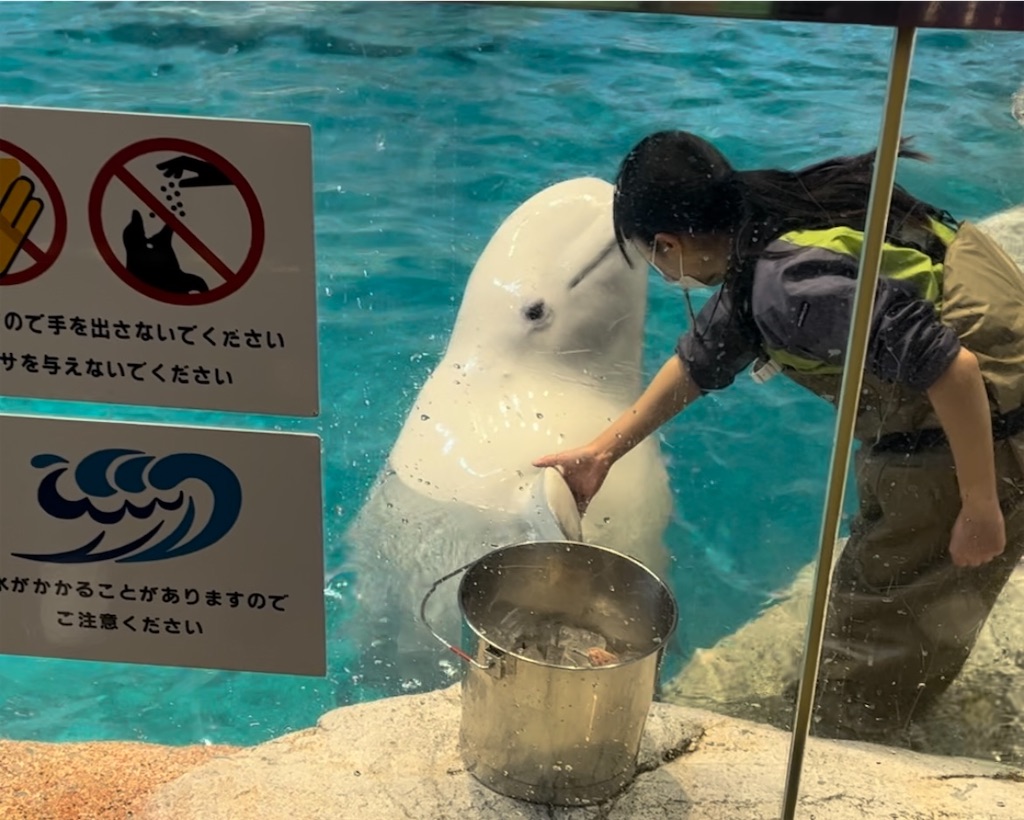 f:id:fish_and_chips:20230613212232j:image