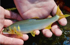 f:id:fish_tai:20190420150146j:plain