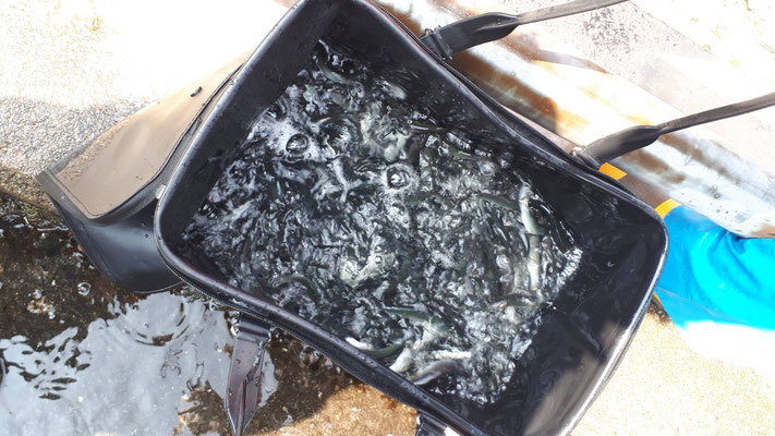 f:id:fish_tai:20190424151548j:plain