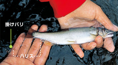 f:id:fish_tai:20190503002928j:plain