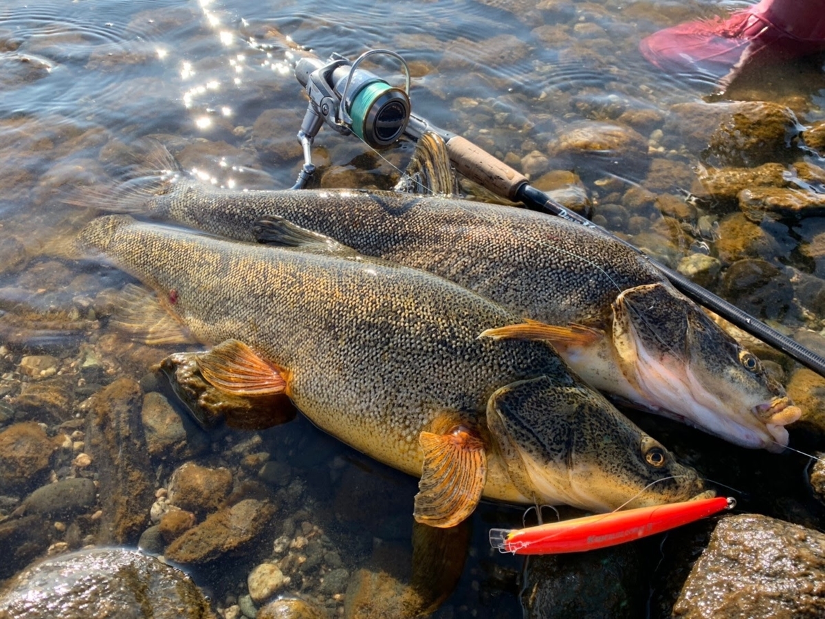 f:id:fish_traveler:20200320224444j:plain