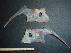 浜辺の骨 耳石 魚の骨 肩甲骨 浜辺の骨 耳石 魚の骨 肩甲骨 肩甲骨とゆかいな仲間たち