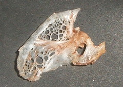 11 タイセイヨウニシン 新 魚のサカナ 鯛のタイ 図鑑 引越中