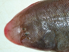105 アカシタビラメ 魚のサカナ なし 新 魚のサカナ 鯛のタイ 図鑑 引越中