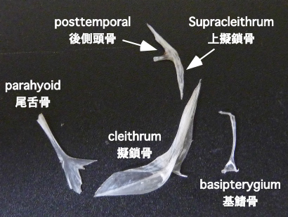 105 アカシタビラメ 魚のサカナ なし 新 魚のサカナ 鯛のタイ 図鑑 引越中