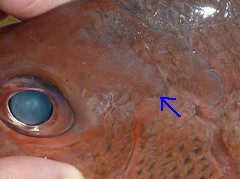 f:id:fishinfish2010:20101031011031j:image f:id:fishinfish2010:20101031011031j:image