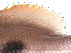 f:id:fishinfish2010:20101031011032j:image f:id:fishinfish2010:20101031011032j:image