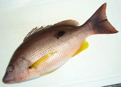 f:id:fishinfish2010:20101031011033j:image f:id:fishinfish2010:20101031011033j:image