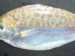 f:id:fishinfish2010:20110602101703j:image